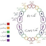 هر آنچه که باید درباره دندان آسیای بزرگ بدانید