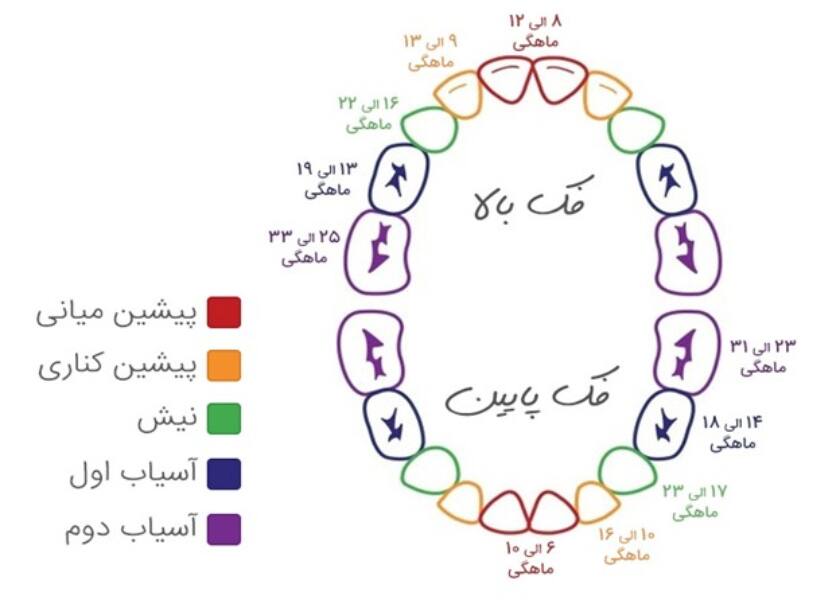زمان رویش دندان آسیای بزرگ
